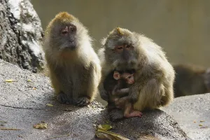 Long Tailed Macaque Prints: Java monkey with juvenile (Macaca fascicularis)