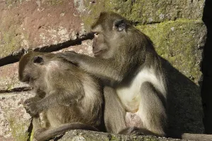 Long Tailed Macaque Prints: Java monkey with juvenile (Macaca fascicularis)