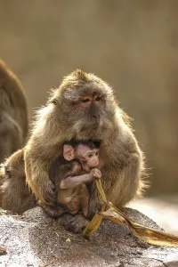Long Tailed Macaque Prints: Java monkey with juvenile (Macaca fascicularis)