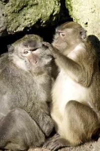 Long Tailed Macaque Prints: Java monkey with juvenile (Macaca fascicularis)