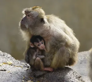Old World Monkeys Images Prints: Java monkey with juvenile (Macaca fascicularis)