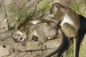 Long Tailed Macaque Prints: Java monkey with juvenile (Macaca fascicularis)