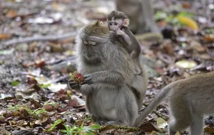 Long Tailed Macaque Prints: Java monkey (Macaca fascicularis)
