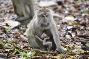 Long Tailed Macaque Prints: Java monkey (Macaca fascicularis)