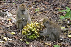 Long Tailed Macaque Prints: Java monkey (Macaca fascicularis)