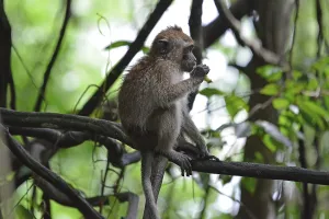 Asian Monkey Species Prints: Java monkey (Macaca fascicularis)