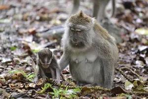 Long Tailed Macaque Prints: Java monkey (Macaca fascicularis)