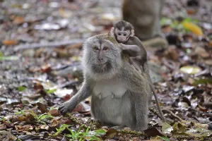Asian Monkey Species Prints: Java monkey (Macaca fascicularis)
