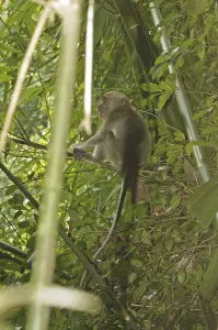 Long Tailed Macaque Prints: Java monkey (Macaca fascicularis)