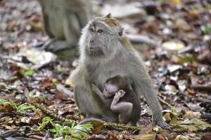 Long Tailed Macaque Prints: Java monkey (Macaca fascicularis)