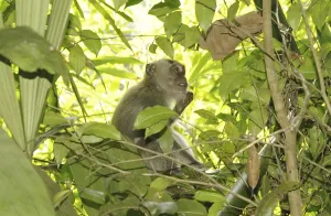 Long Tailed Macaque Prints: Java monkey (Macaca fascicularis)