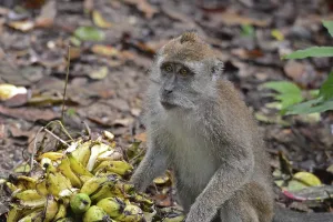 Malaysian Mammals Prints: Java monkey (Macaca fascicularis)