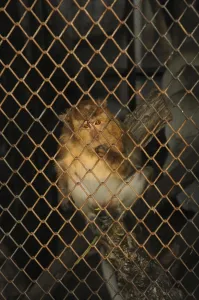 Long Tailed Macaque Prints: Java monkey (Macaca fascicularis)