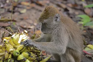 Long Tailed Macaque Prints: Java monkey (Macaca fascicularis)