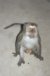 Long Tailed Macaque Prints: Java monkey (Macaca fascicularis)