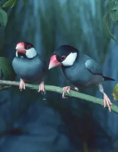 Songbird Natural Environment Prints: Java sparrows (Padda oryzivora)