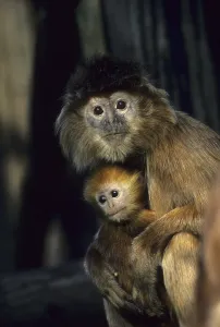 Javan Leaf Monkey Print - Female with Baby