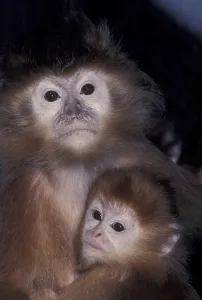 Old World Monkey Photos Prints: Javan Leaf Monkey (Trachypithecus auratus)