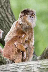 Javan Lutung with Young in Tree Print, Apenheul Netherlands