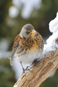 Deserted Bird Prints: Juniper Thrush