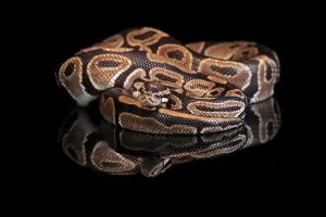 West African Wildlife Photos Prints: King python, (Python regius), adult