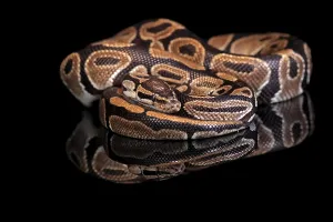Python Regius Prints: King python, (Python regius), adult