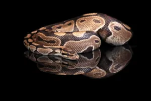 Python Regius Prints: King python, (Python regius), adult