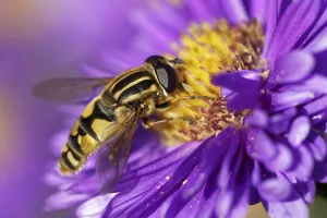 Compound Eye Insect Prints: Large marsh hoverfly