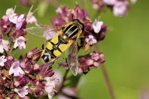 Compound Eye Insect Prints: Large marsh hoverfly