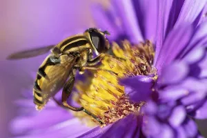 Compound Eye Insect Prints: Large marsh hoverfly