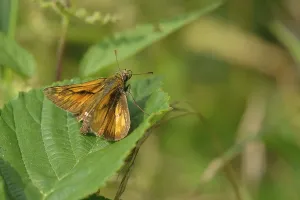 Lepidopteran Fauna In Habitat Prints: Large skipper on a leaf. Rust-coloured large skipper on a leaf