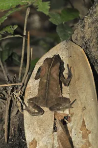 Natural Wildlife Environments Prints: Leaf linnet toad, eared toad (Bufo typhonius)