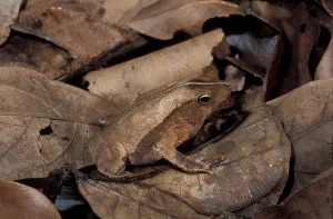 True Toad Species Prints: Leaf linnet toad, eared toad (Bufo typhonius)