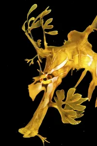 Sea Dragon Prints: Leafy Seadragon Print, Kingscote Pier