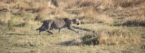 Leopard Wildlife Photography Prints: Leopard