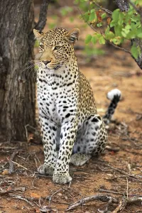 African Savannah Prints: Leopard