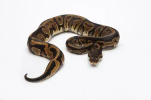 Deserted Studio Prints: Leopard Ball Python or Royal Python (Python regius)