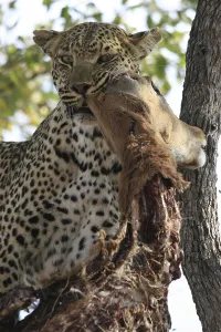 Animal Feed In Natural Environment Prints: Leopard eats impala in a tree