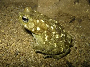 Batrachian Wildlife Photography Prints: Leopard toad