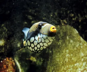 Leopard Triggerfish Print, Tropical Fish Species