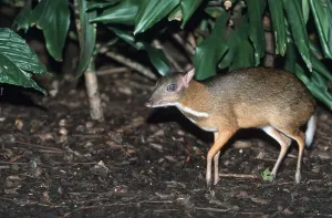 Artiodactyla Species Pictures Prints: Lesser Malay java mouse deer (Tragulus javanicus)