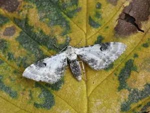 Summer Nature Scenes Europe Prints: Lime-speck Pug (Eupithecia centaureata)