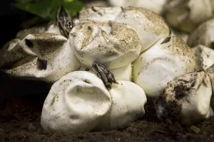 Deserted Nesting Site Prints: Little baby python hatching from the egg