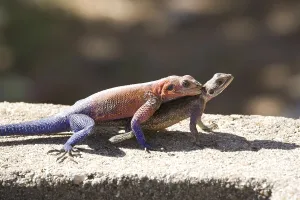 Vertebrate Wildlife Photos Prints: Lizard (???)