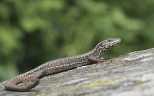 Deserted Lizard Habitat Prints: Lizard