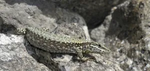 Common Wall Lizard Habitat Prints: Lizard