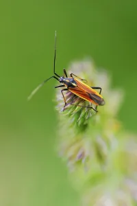 True Bug Images Prints: Long haired dagger bug