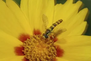 Insect Photography Tips Prints: Long hoverfly (Sphaerophoria scripta)