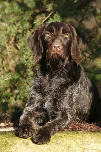 Deserted Landscape Animal Prints: Lying German Wirehaired Pointer