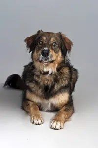 Dog Looking At The Camera Prints: Lying mongrel